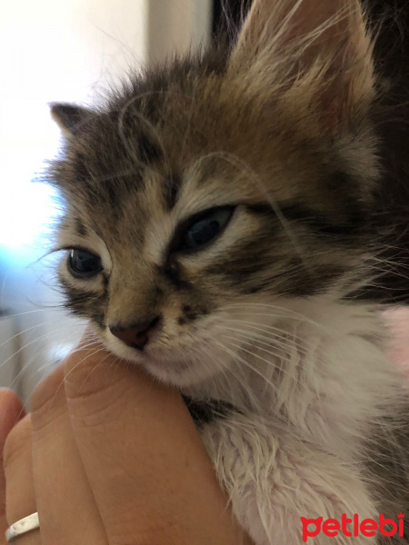 Tekir Kedi, Kedi  Bıldırcın fotoğrafı