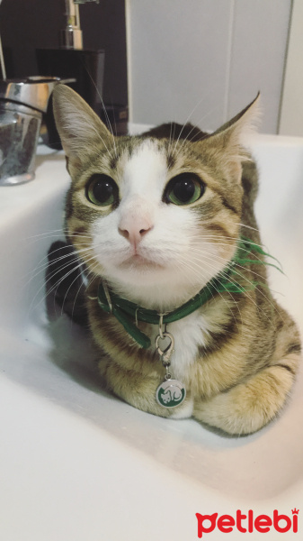 Tekir Kedi, Kedi  Köfte fotoğrafı