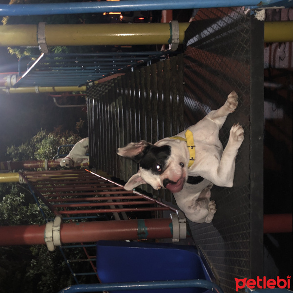 Fransız Bulldog, Köpek  DİANA fotoğrafı