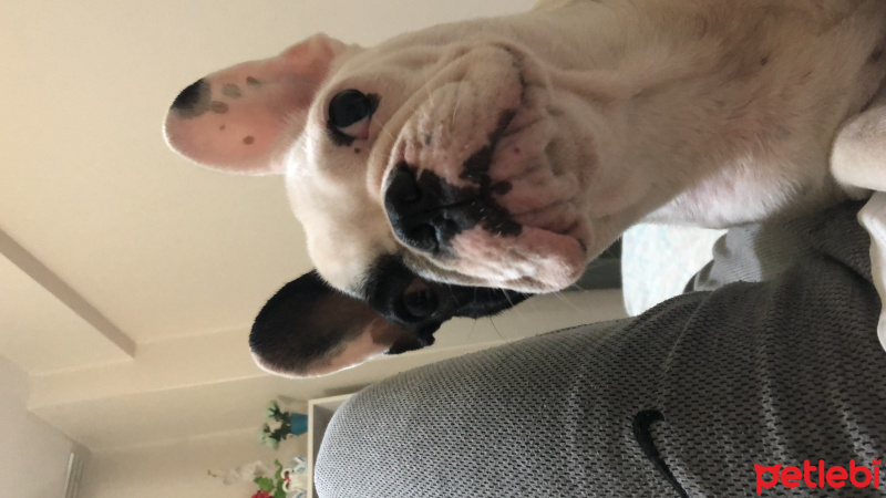 Fransız Bulldog, Köpek  DİANA fotoğrafı