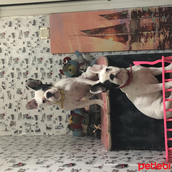 Fransız Bulldog, Köpek  DİANA fotoğrafı