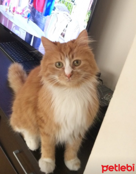 Tekir Kedi, Kedi  Portakal fotoğrafı