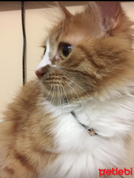Tekir Kedi, Kedi  Portakal fotoğrafı