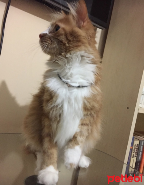 Tekir Kedi, Kedi  Portakal fotoğrafı
