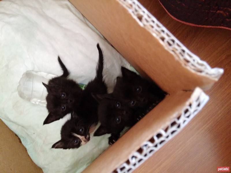 Californian Spangled, Kedi  4 ufaklık fotoğrafı