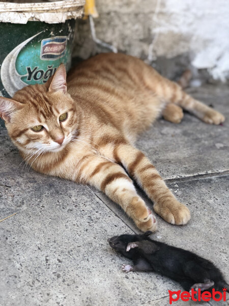 Sarman, Kedi  Leo fotoğrafı