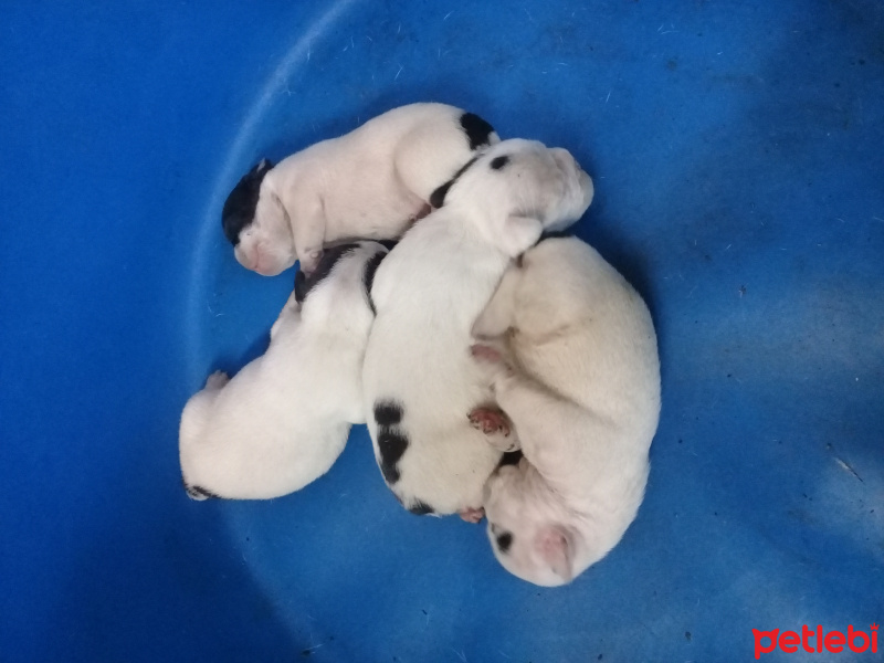 Fransız Bulldog, Köpek  Encil fotoğrafı