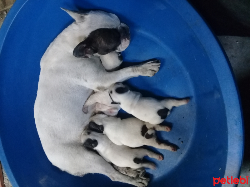 Fransız Bulldog, Köpek  Encil fotoğrafı