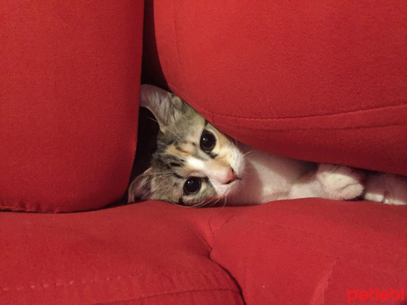 Tekir Kedi, Kedi  Badem fotoğrafı