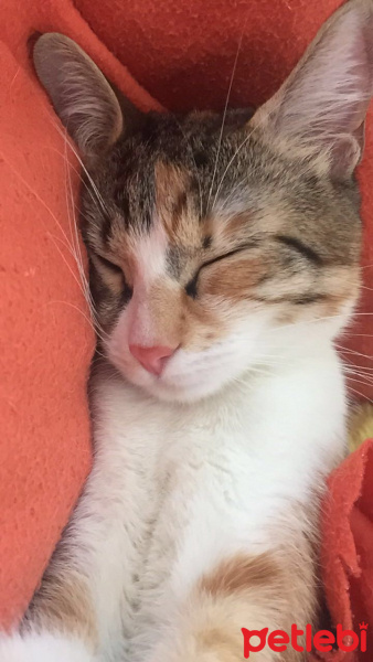 Tekir Kedi, Kedi  Badem fotoğrafı