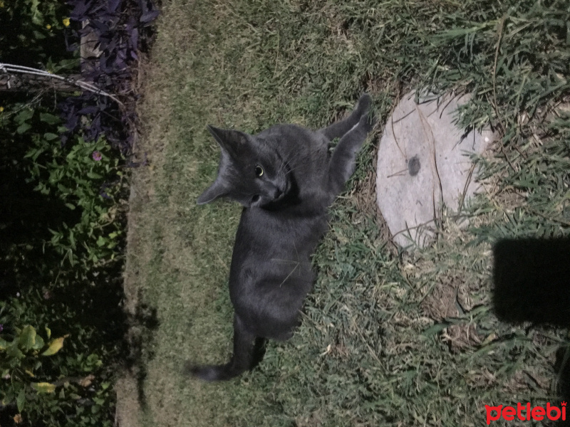 Mavi Rus, Kedi  duman fotoğrafı