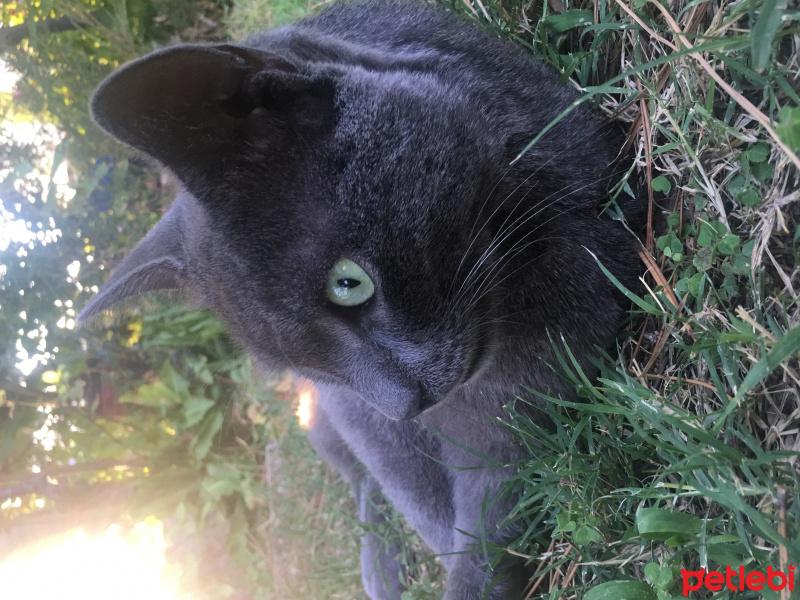 Mavi Rus, Kedi  duman fotoğrafı