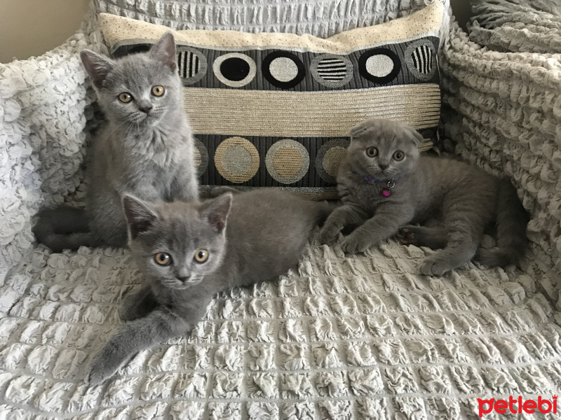 British Shorthair, Kedi  Minnoslar fotoğrafı