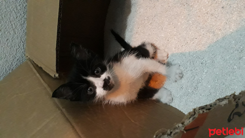 Tekir Kedi, Kedi  Tekir kedi Bandırma fotoğrafı