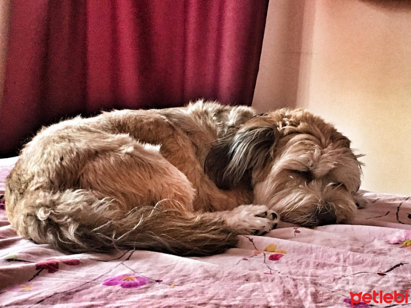 Tibet Terrieri, Köpek  PAŞA fotoğrafı