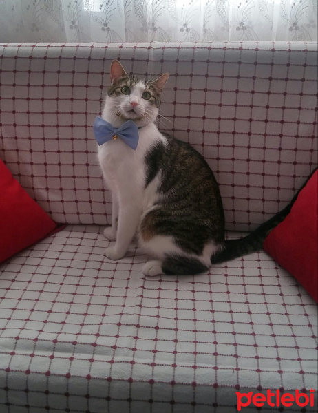 Tekir Kedi, Kedi  Vodka fotoğrafı