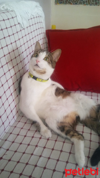 Tekir Kedi, Kedi  Vodka fotoğrafı