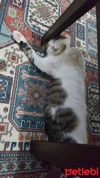 Tekir Kedi, Kedi  Vodka fotoğrafı