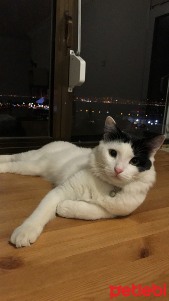 Tekir Kedi, Kedi  CHARLOTTE fotoğrafı