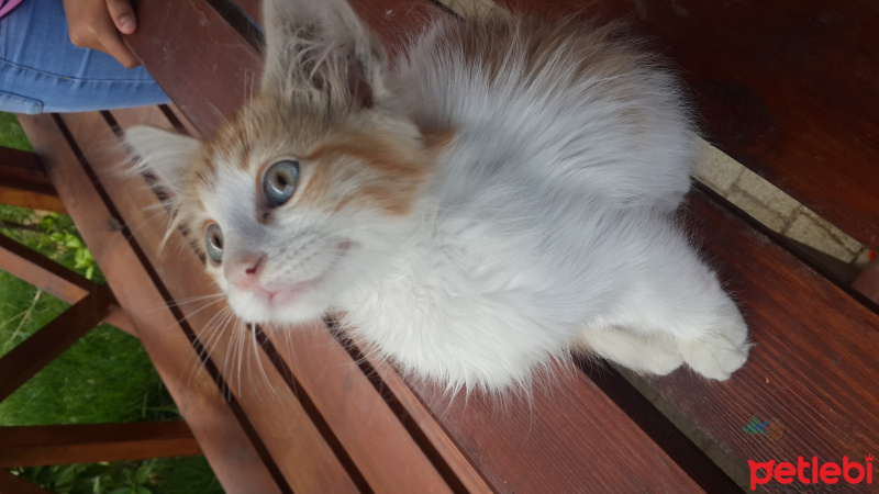 Tekir Kedi, Kedi  Hera fotoğrafı
