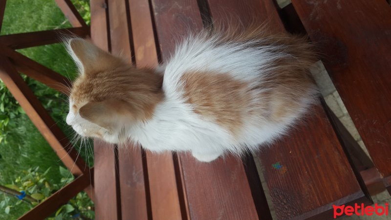 Tekir Kedi, Kedi  Hera fotoğrafı
