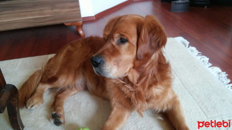 Golden Retriever, Köpek  Zeus fotoğrafı