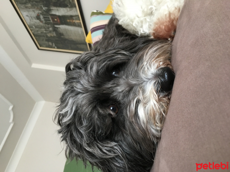 Tibet Terrieri, Köpek  Müdür fotoğrafı