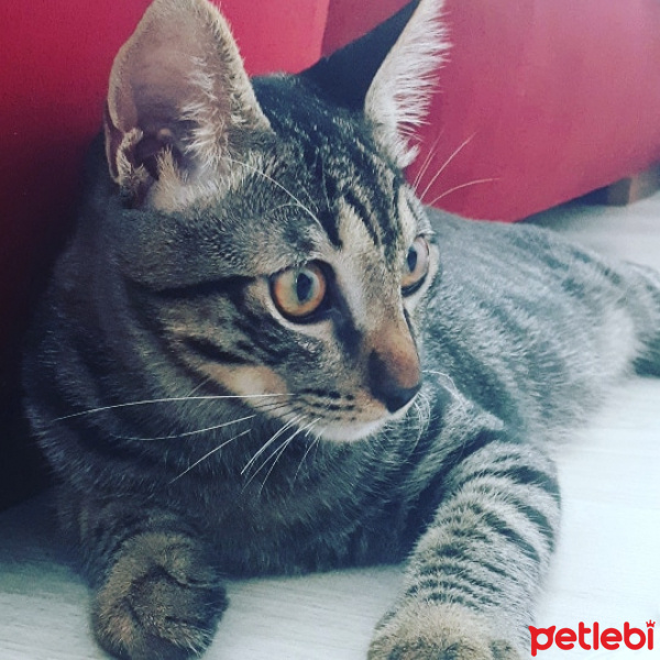 Tekir Kedi, Kedi  Çakıl fotoğrafı