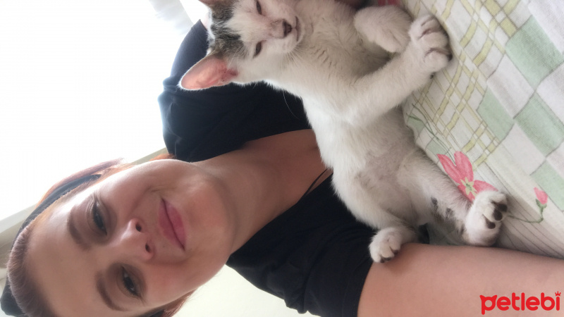 Tekir Kedi, Kedi  Totoro fotoğrafı