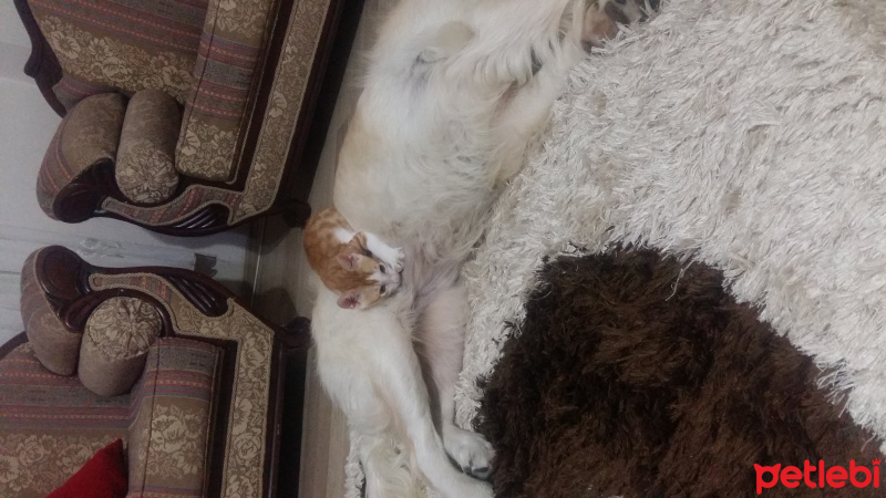 Golden Retriever, Köpek  Lusi fotoğrafı
