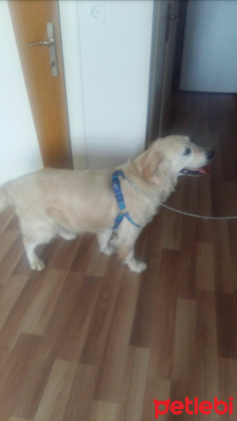 Golden Retriever, Köpek  Lusi fotoğrafı
