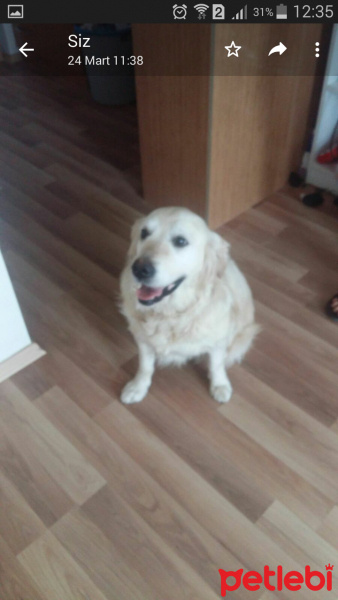 Golden Retriever, Köpek  Lusi fotoğrafı