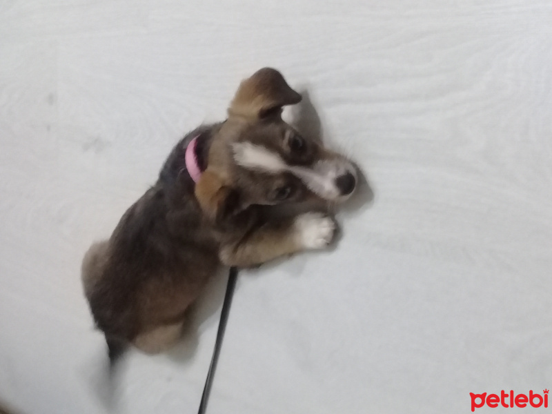 Jack Russell Terrier, Köpek  Lady fotoğrafı