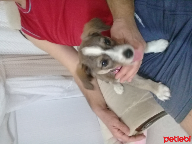 Jack Russell Terrier, Köpek  Lady fotoğrafı