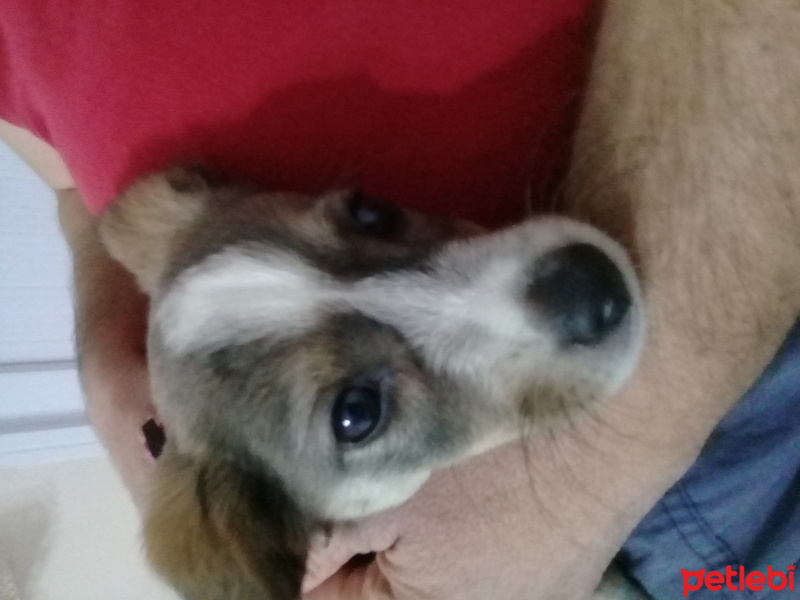 Jack Russell Terrier, Köpek  Lady fotoğrafı
