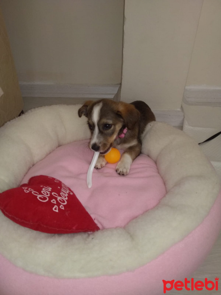 Jack Russell Terrier, Köpek  Lady fotoğrafı