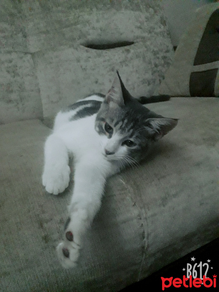 Tekir Kedi, Kedi  karam fotoğrafı