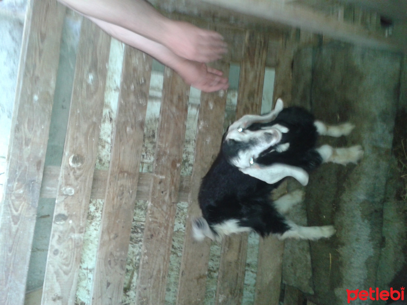 American Keuda, Kedi  Keçe fotoğrafı