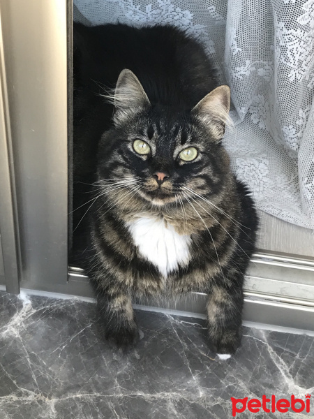 Norwegian Forest, Kedi  Kedi fotoğrafı