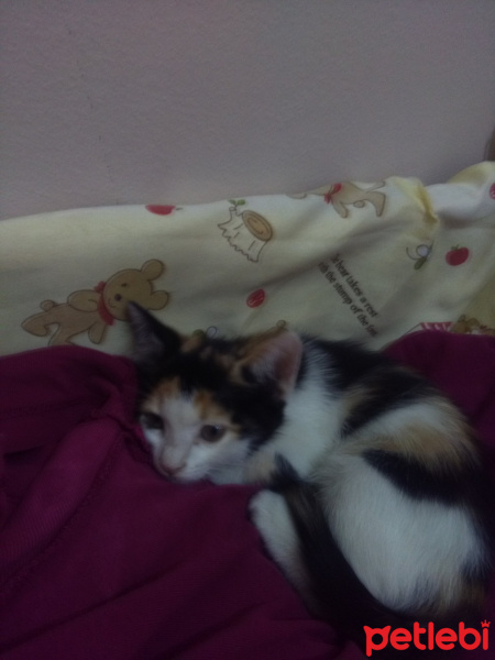 Tekir Kedi, Kedi  Çiçek fotoğrafı