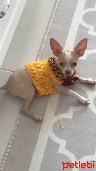 Chihuahua, Köpek  Karamel fotoğrafı