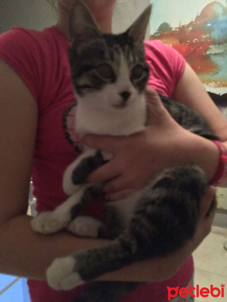 Tekir Kedi, Kedi  Şeker fotoğrafı