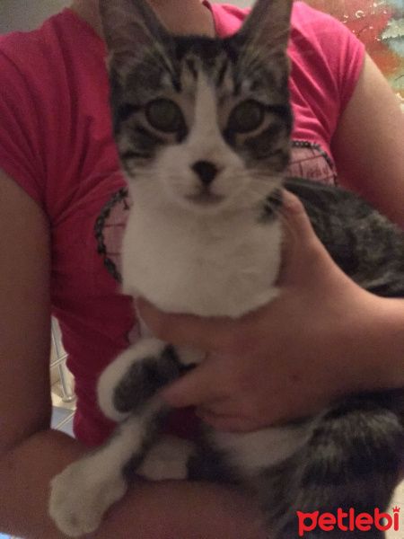 Tekir Kedi, Kedi  Şeker fotoğrafı