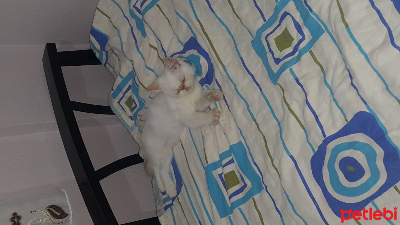 İran Kedisi (Persian), Kedi  Bulut fotoğrafı