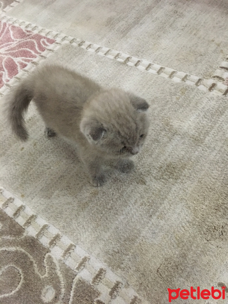 British Shorthair, Kedi  Mişa fotoğrafı