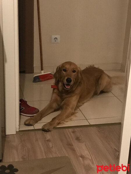 Golden Retriever, Köpek  Gofret fotoğrafı