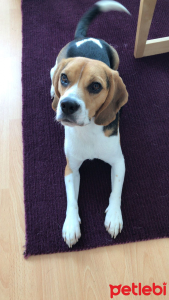 Beagle, Köpek  Forrest fotoğrafı