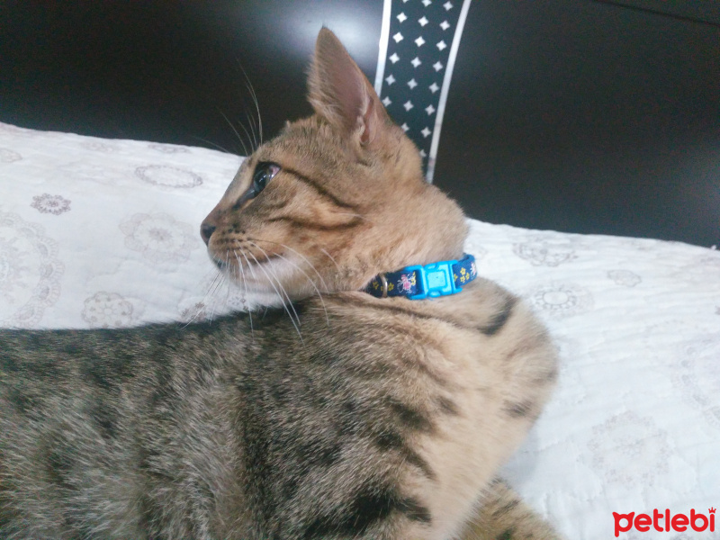 Tekir Kedi, Kedi  Leo fotoğrafı