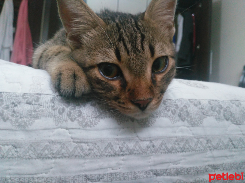 Tekir Kedi, Kedi  Leo fotoğrafı