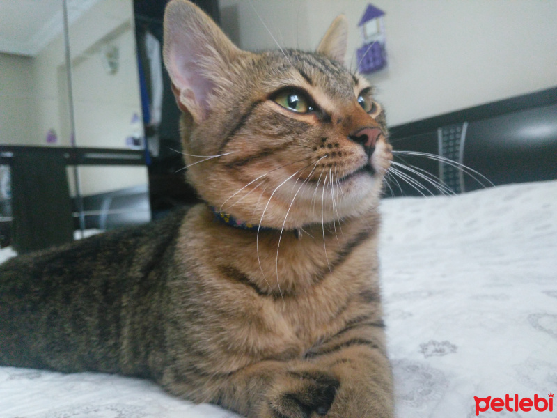 Tekir Kedi, Kedi  Leo fotoğrafı